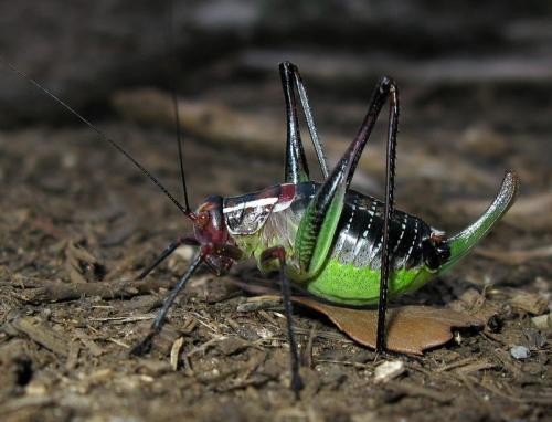 Réf. 206 388 : Barbitistes sp.